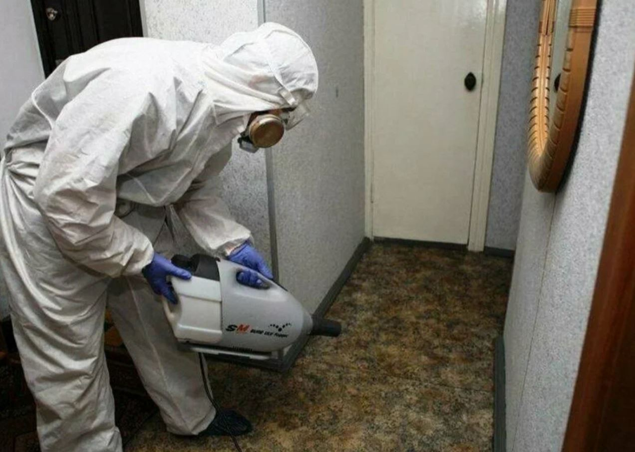 ФОТО Какие методы обработки для дезинсекции существуют в рабочем поселке Московской области Ржавки? | подробно