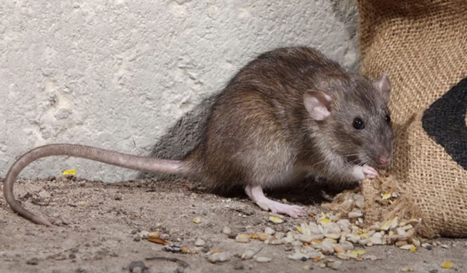 фото: Профессиональная дератизация в рабочем поселке Московской области Ржавки: <br/>+7-909-173-42-96