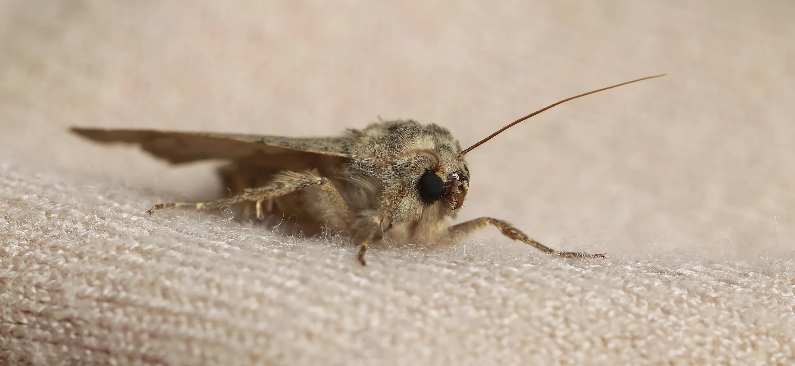 фото: Профессиональная обработка от моли в рабочем поселке Московской области Ржавки: <br/>+7-909-173-42-96